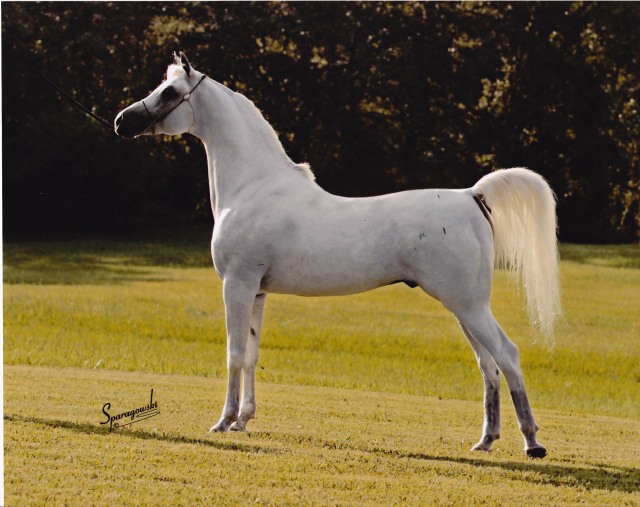 Ansata Iemhotep at Ansata Arabian Stud. This photo displays his perfect overall balance and his ideal length of neck and mitbah