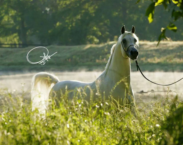 "He was constructed on a solid base of harmony, balance, strength and structure that culminated in an apex of enduring of majesty.  He was no accident.  His progeny carry forward the elegance and uprightness he was bred to pass on."