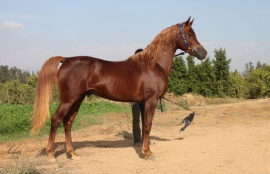 <b>Description: </b>Nameer (Mounadel x Khalila) as a 3 year old<br/><b>Copyright: </b>Char 