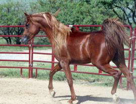 <b>Description: </b>Kamar Al Abbasiyah (Abraxas-Moonstruk x Imperial Pharasha)<br/><b>Copyright: </b>Judi Parks photo www.alabbasiyah.com