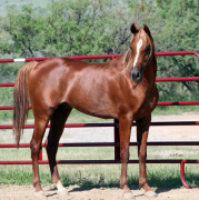 <b>Description: </b>Kamar Al Abbasiyah (Abraxas-Moonstruk x Imperial Pharasha)<br/><b>Copyright: </b>Judi Parks photo www.alabbasiyah.com