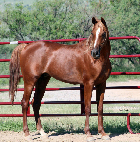 Kamar Al Abbasiyah (Abraxas-Moonstruk x Imperial Pharasha)