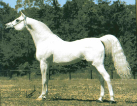 <b>Description: </b>Ansata Abu Sudan ( Ansata Ibn Sudan x Ansata Bint Misuna) 1974 Hadban Enzahi<br/><b>Copyright: </b>Sparagowski Photo