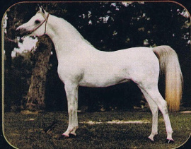 <b>Description: </b>Ansata Abu Sudan ( Ansata Ibn Sudan x Ansata Bint Misuna) 1974 Hadban Enzahi<br/><b>Copyright: </b>Sparagowski Photo