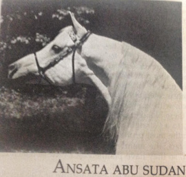 <b>Description: </b>Ansata Abu Sudan ( Ansata Ibn Sudan x Ansata Bint Misuna) 1974 Hadban Enzahi<br/>