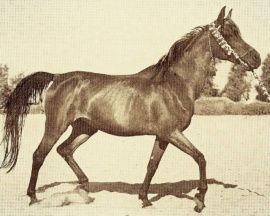 <b>Description: </b>Halima (Sheikh El Arab x Ragia) 1944 Dahmah Shahwaniyah. Her production changed the world of Straight Egyptian breeding<br/><b>Copyright: </b>Forbis Photo