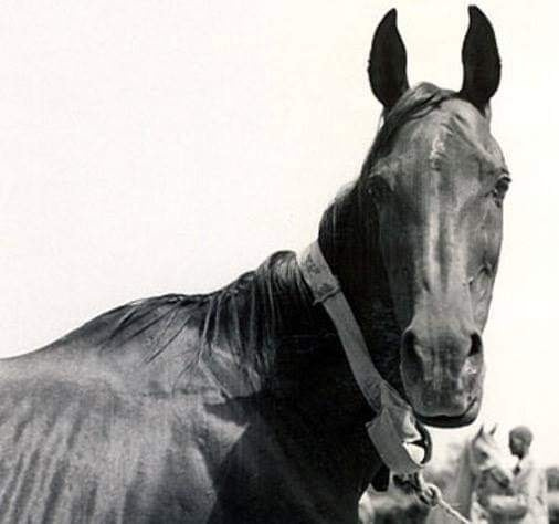 Halima (Sheikh El Arab x Ragia) 1944 Dahmah Shahwaniyah. Her production changed the world of Straight Egyptian breeding