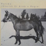 <b>Description: </b>Halima (Sheikh El Arab x Ragia) 1944 Dahmah Shahwaniyah. Her production changed the world of Straight Egyptian breeding<br/>