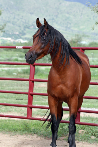 Nadeem Al Abbasiyah (Safir KA x EB Nouriya)