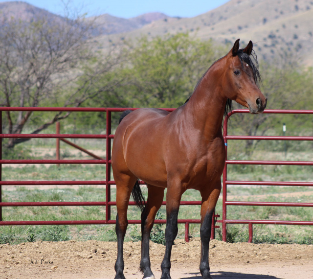 Nadeem Al Abbasiyah (Safir KA x EB Nouriya)