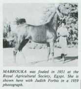 <b>Description: </b>Mabrouka (Sid Abouhom x Moniet El Nefous) 1951 Saqlawiyah Gidraniyah<br/><b>Copyright: </b>Forbis Photo