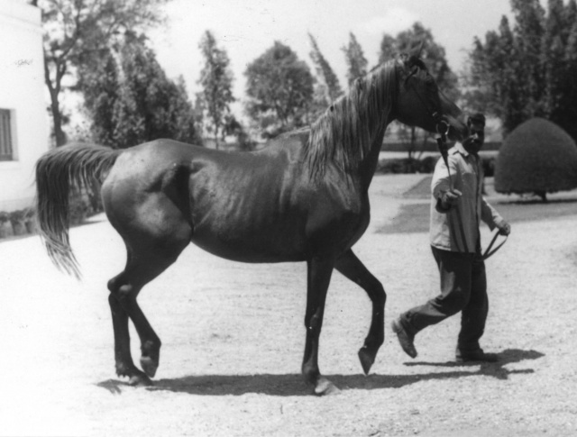 Mabrouka (Sid Abouhom x Moniet El Nefous) 1951 Saqlawiyah Gidraniyah