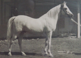 <b>Description: </b>Mansour (Gamil Manial x Nafaa El Saghira) Kuhaylan Mimreh. This photo is on the wall of a Cairo Agriculture Museum room entirely dedicated to RAS photos<br/>