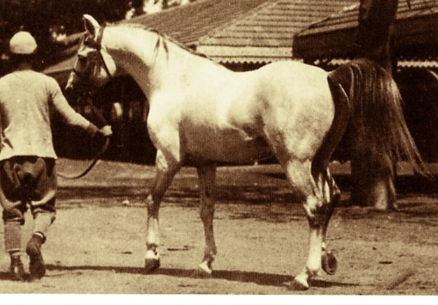 Mansour (Gamil Manial x Nafaa El Saghira) 1921 Kuhaylan Mimreh.