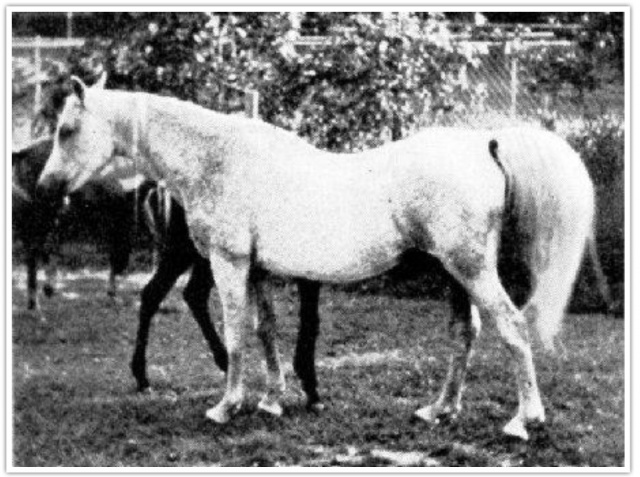 Maaroufa (Ibn Rabdan x Mahroussa) 1931 Saqlawiyah Gidraniyah Ibn Sudan. Here as an aged mare: note the structure