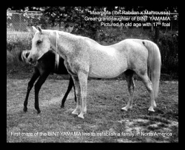 <b>Description: </b>Maaroufa (Ibn Rabdan x Mahroussa) 1931 Saqlawiyah Gidraniyah Ibn Sudan. Here at 26 years old,  with her filly Serroufa<br/>