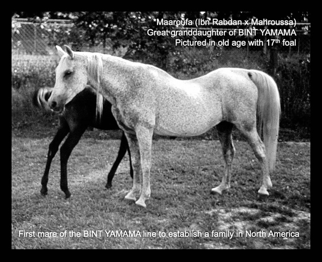 Maaroufa (Ibn Rabdan x Mahroussa) 1931 Saqlawiyah Gidraniyah Ibn Sudan. Here at 26 years old,  with her filly Serroufa