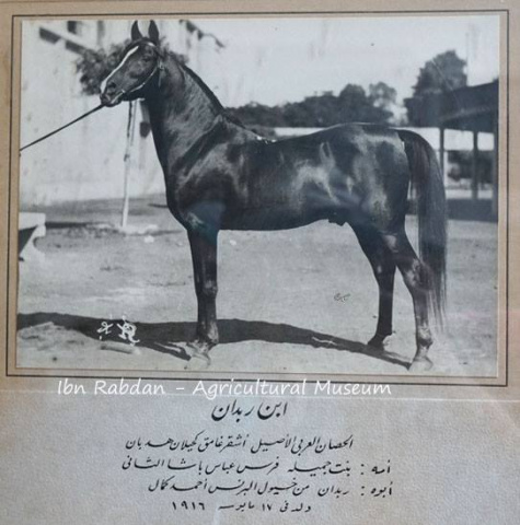 Ibn Rabdan (Rabdan El Azrak x Bint Gamila)