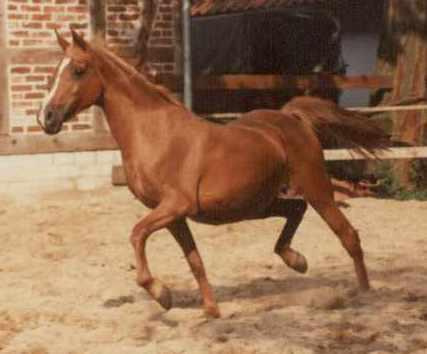 Bint El Arabi (El Araby x El Amira) 1969 Saqlawiyah Gidraniyah Ibn Sudan