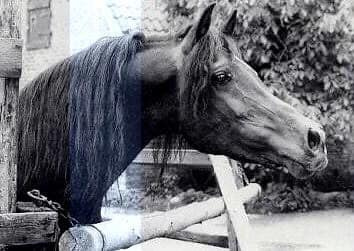 Farouk (Tuhotmos x Fifi) 1971 Kuhaylan Ajuz Ibn Rodan