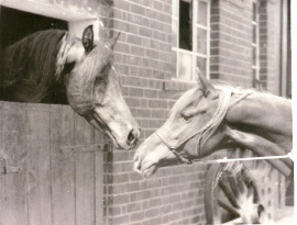 <b>Description: </b>Farouk (Tuhotmos x Fifi) 1971 Kuhaylan Ajuz Ibn Rodan and Bint El Arabi (chestnut at right)<br/>