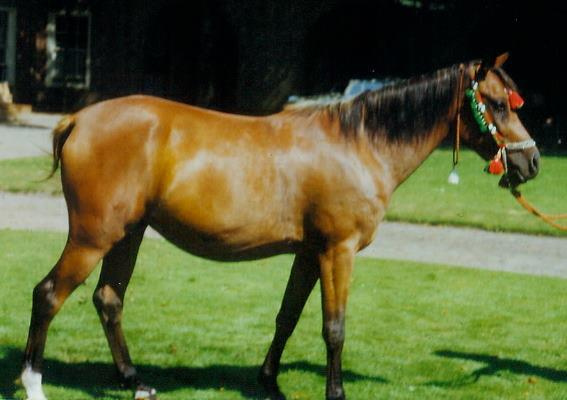 Moheba (Sid Abouhom x Halima) 1951 Dahmah Shahwaniyah