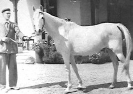 <b>Description: </b>Zaafarana (Balance x Samira) 1946 Saqlawiyah Gidraniya Ibn Sudan<br/><b>Copyright: </b>Forbis Photo