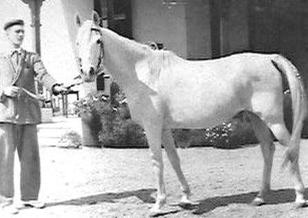 Zaafarana (Balance x Samira) 1946 Saqlawiyah Gidraniya Ibn Sudan