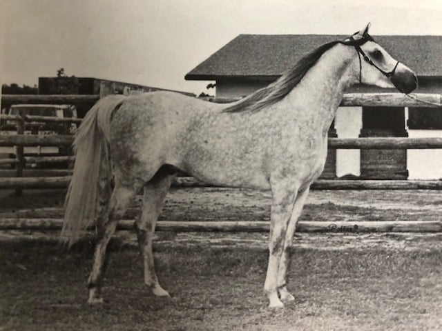 Khofo (Morafic x Nabilahh) 1965 Hadban Enzahi