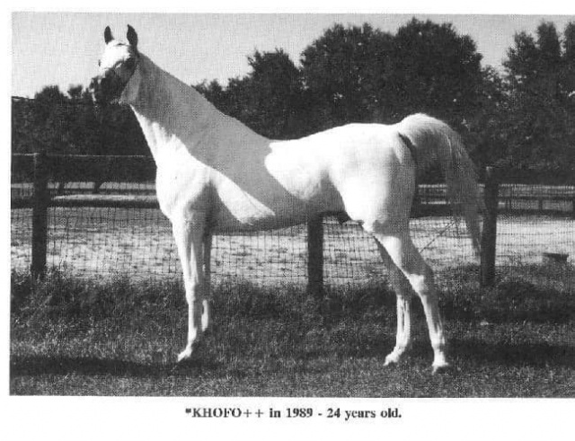 Khofo (Morafic x Nabilahh) 1965 Hadban Enzahi