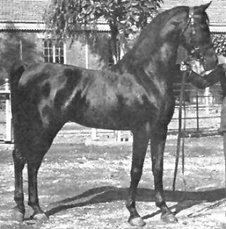 Ibn Rabdan (Rabdan El Azrak x Bint Gamila) 1917 Hadban Enzahi