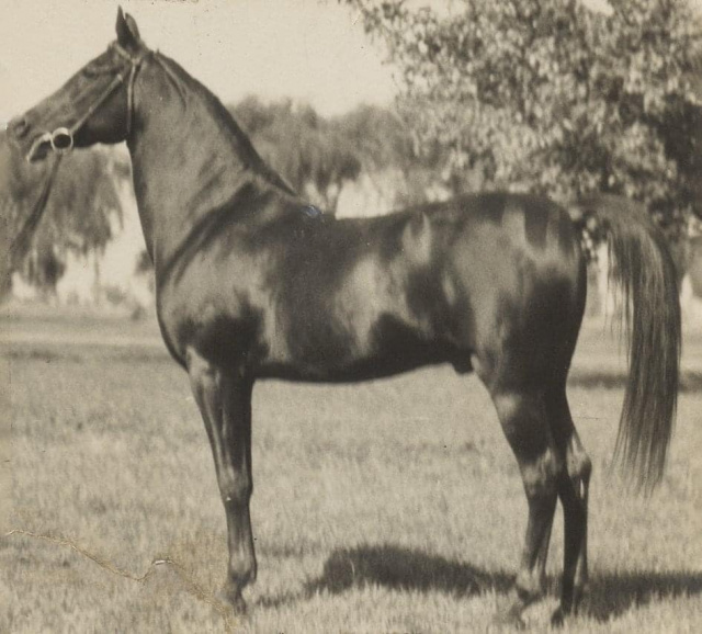 Ibn Rabdan (Rabdan El Azrak x Bint Gamila) 1917 Hadban Enzahi