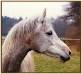 <b>Description: </b>Nazeerah DE (Kaisoon x Nadia DE) 1981 Hadbah Enzahiyah. Here as young mare<br/>