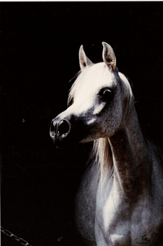 Nazeerah DE (Kaisoon x Nadia DE) 1981 Hadbah Enzahiyah