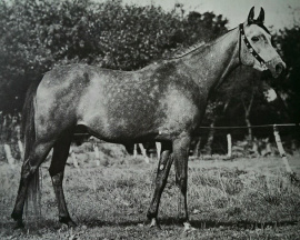 <b>Description: </b>Nadia (Emam/Amlam x Foze) 1969 Hadbah Enzahiyah.  Photo in Germany<br/>