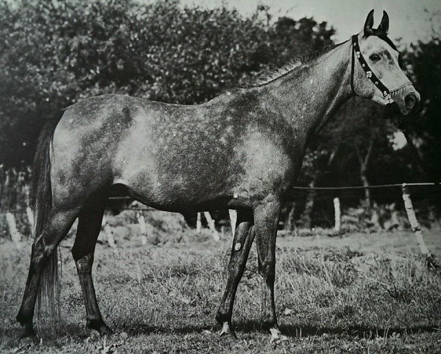 Nadia (Emam/Amlam x Foze) 1969 Hadbah Enzahiyah.  Photo in Germany