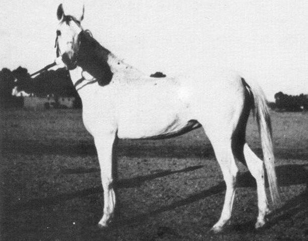 Farida (Saqlawi II x Nadra El Saghira) 1921 Dahmah Shahwaniyah