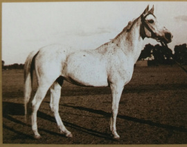 <b>Description: </b>Farida (Saqlawi II x Nadra El Saghira) 1921 Dahmah Shahwaniyah<br/>