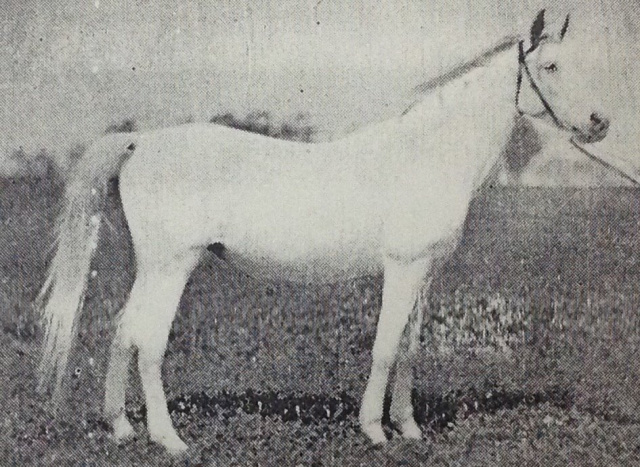 Farida (Saqlawi II x Nadra El Saghira) 1921 Dahmah Shahwaniyah