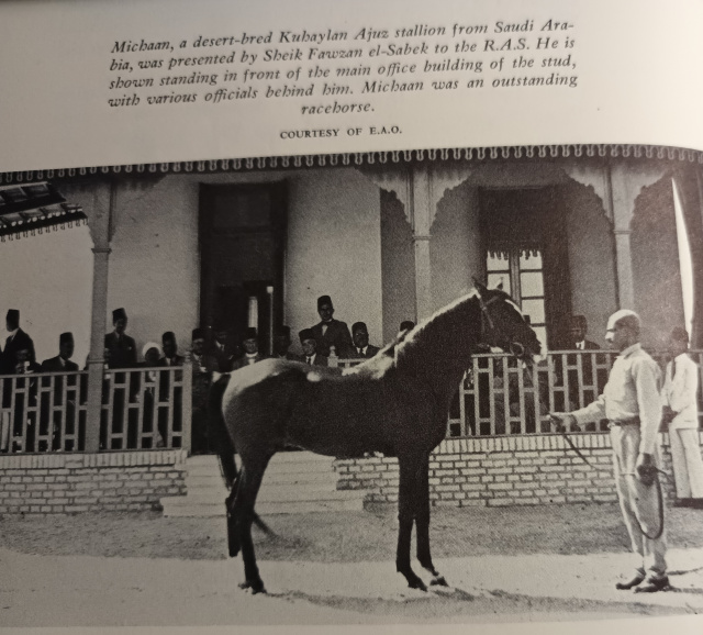 Mashaan ( KUhaylan Ajuz  El Jubur  x Kuhaylah Ajuza El Jubur) 1925 Kuhaylan Ajuz  Saudi Arabia Desert Bred