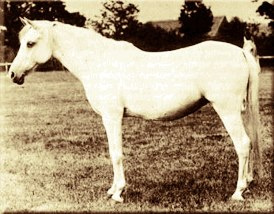 Sobha (Wazir x Selma -Abbas Pasha-)  1879 Hamdaniyah Simriyah