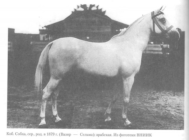 Sobha (Wazir x Selma -Abbas Pasha-)  1879 Hamdaniyah Simriyah . Photo in Russia