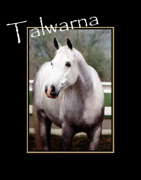 <b>Description: </b>Talwarna   *Talal x Mawarda by Ibn Morafic  Polly Knoll photo<br/>