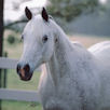 Glorietta Talal - Pyramid Arabians