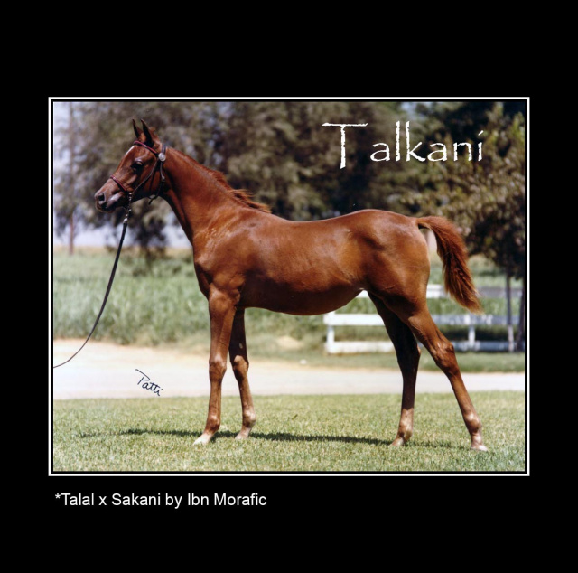 TALKANI  *Talal x Sakani by Ibn Morafic+++