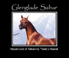 <b>Description: </b>GLENGLADE SABAR   Nasani x Nawall by Ansata El Naseri<br/>