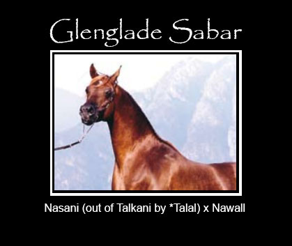 GLENGLADE SABAR   Nasani x Nawall by Ansata El Naseri