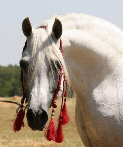 MB TALMAAR    Talmaal x  Imperial Orbilahh