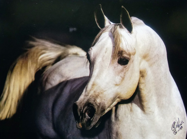 ET CROWN PRINCE  The Egyptian Prince x RDM Maar Hala by El Hilal