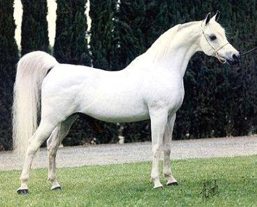 ET CROWN PRINCE  The Egyptian Prince x RDM Maar Hala by El Hilal